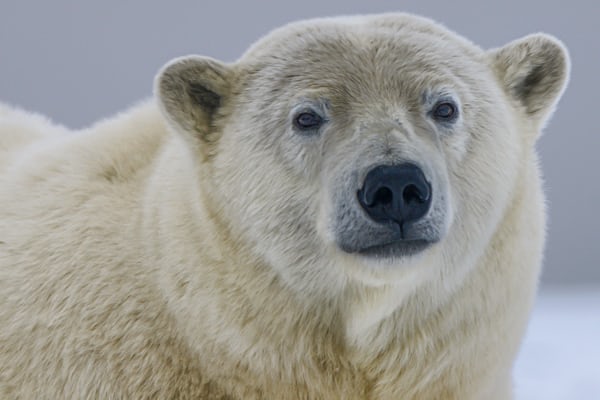 polar bear on ice